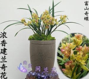 不分玉石