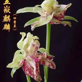 凤仪兽舞