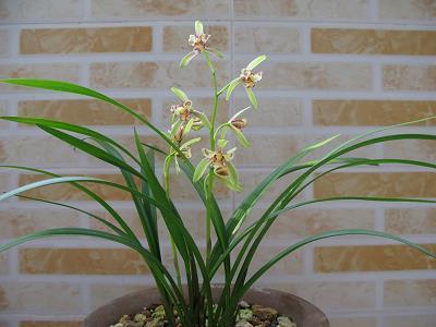 柳陌花街