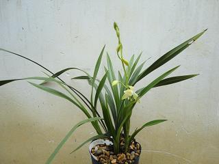 节节败退