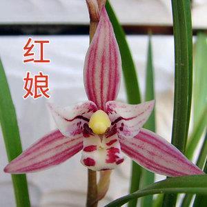 筚路蓝褛