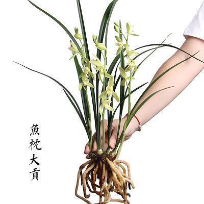 蜚蓬之问