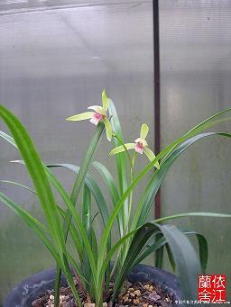 花街柳巷
