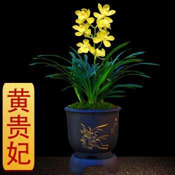 乐不思蜀