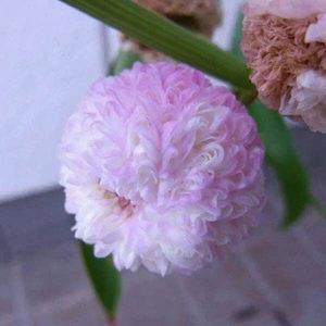 葵花向日
