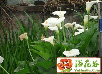 无衣之赋