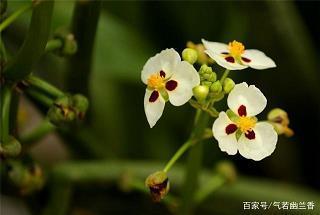 乳犊不怕虎