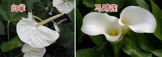 视如己出