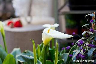 自吹自擂