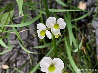 独弦哀歌