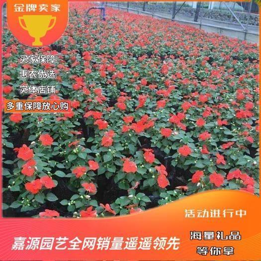 得便宜卖乖