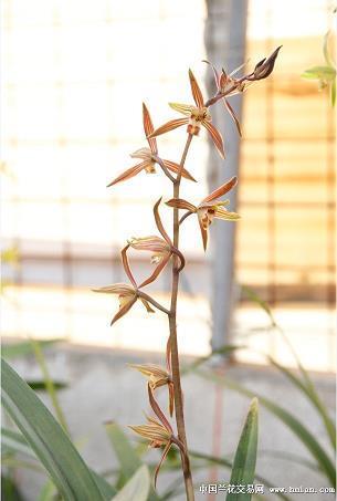 革职拿问