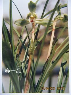 百足之虫，至断不蹶