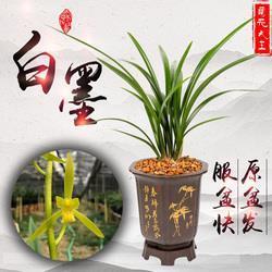 操其奇赢
