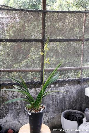 砥节奉公