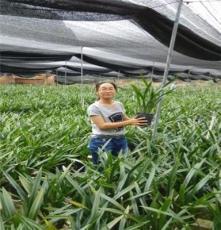 狐鸣狗盗