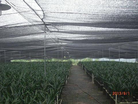 贝锦萋菲