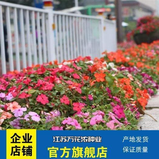 2021高考冲刺的句子短句汇总99句