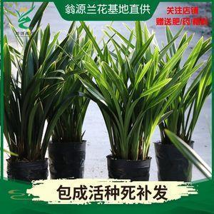 偃革为轩