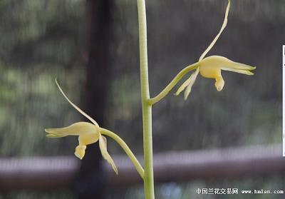 梦断魂劳