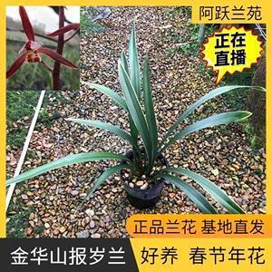像心如意