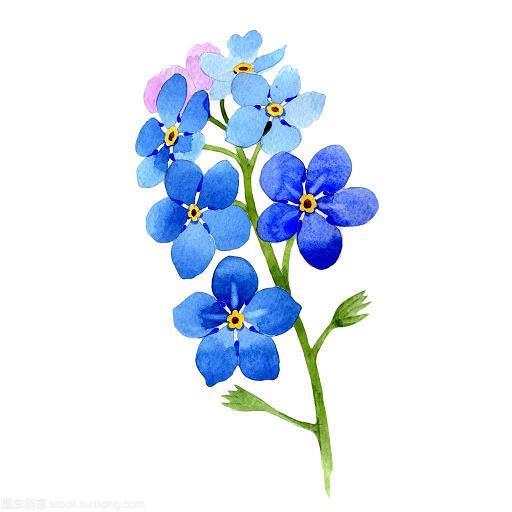 鹄形菜色