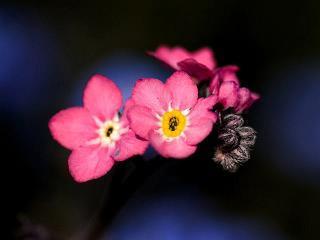 移花接木