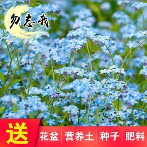 鸠居鹊巢