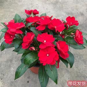 颠来播去