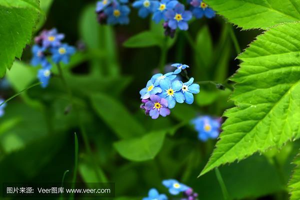 章句之徒