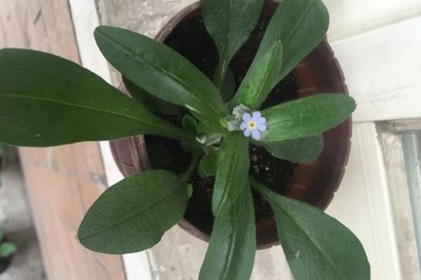 无颜见江东父老