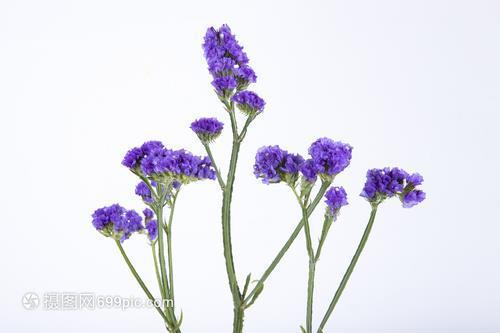 荆笔杨板
