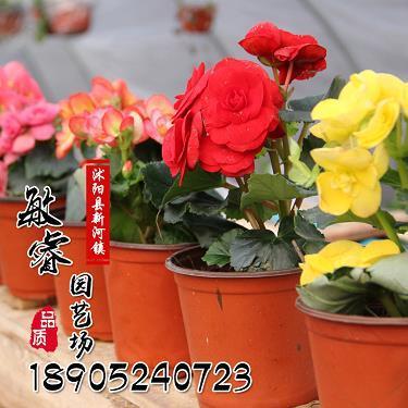 语妙绝伦