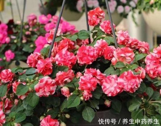 析圭担爵