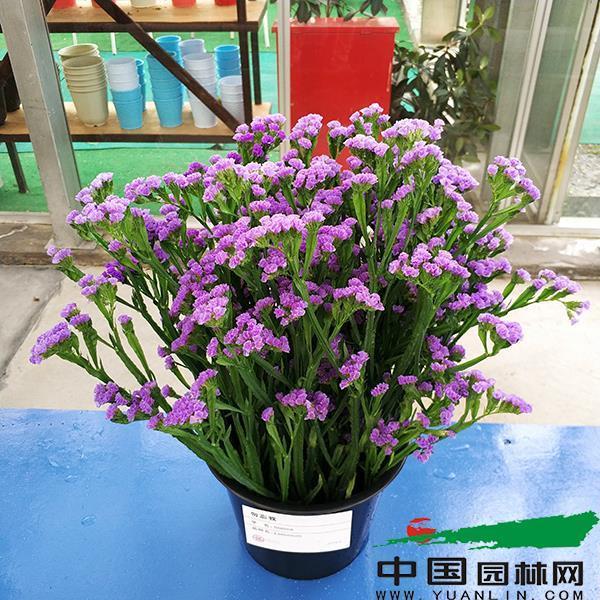 连篇絫幅