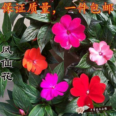 得月较先