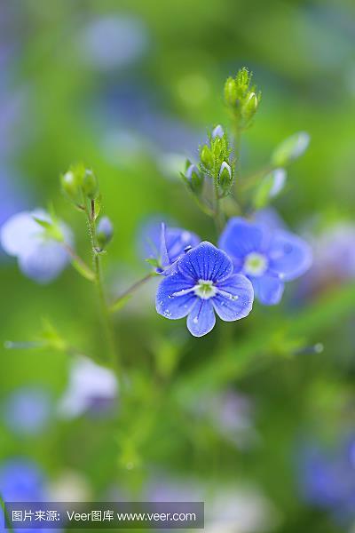 口吻生花