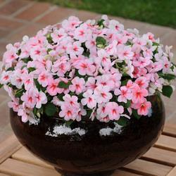 月貌花庞