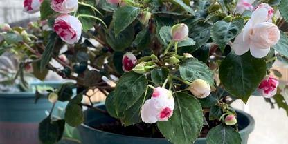 眈眈虎视