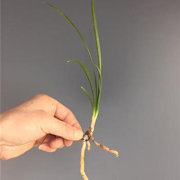 白衣卿相