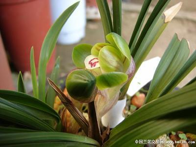 才貌俱全