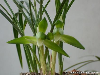 祸稔恶盈
