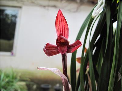 月坠花折