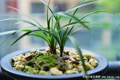 拙眼讥评