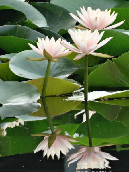 火树琪花