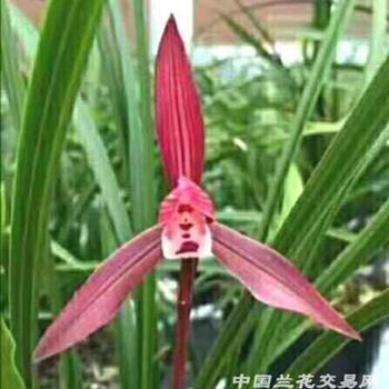 能不称官
