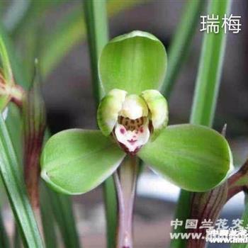 红颜绿鬓