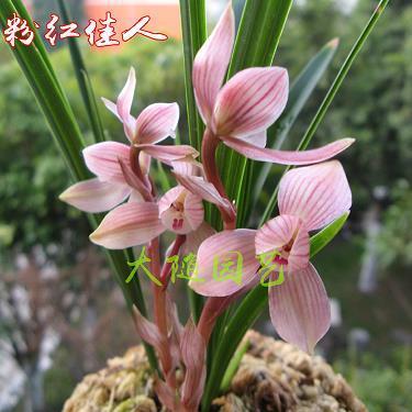 素绠银瓶