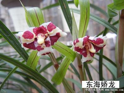 油嘴滑舌
