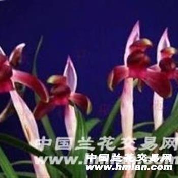守分安常